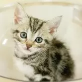 マンチカン(長足)