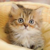 ミヌエット(短足)