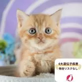 ミヌエット(長足)