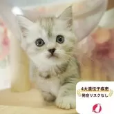 ミヌエット(長足)