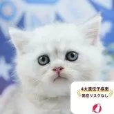 ミヌエット(長足)