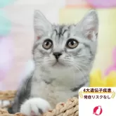 マンチカン(長足)