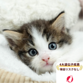 ノルウェージャンフォレストキャット