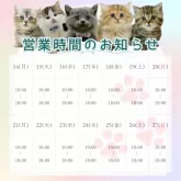 ノルウェージャンフォレストキャット【茨城県・男の子・2025年6月4日・ブラウンタビー&ホワイト】の写真2「定休日無し🌟18時までご見学可能です😸」