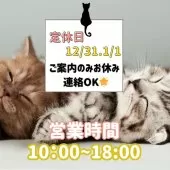 ミヌエット(長足)【茨城県・女の子・2025年8月10日・トーティ】の写真2「😽12/31＆1/1はご案内をお休み中💤でも！お世話でスタッフがいるから連絡取れて安心📞」