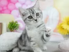 マンチカン(長足)【茨城県・女の子・2025年5月5日・シルバーパッチドタビー&ホワイト】の写真4「見学希望日の当日でも見学申し込みが可能です🌟まずはお気軽にご連絡ください📧」