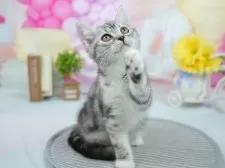 マンチカン(長足)【茨城県・女の子・2025年5月5日・シルバーパッチドタビー&ホワイト】の写真6「獣医師さんによる健康診断実施済み！🏥もちろん健康診断書も付いてます🌟」