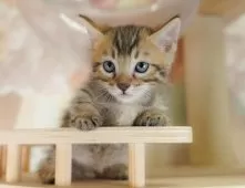 マンチカン(短足)【茨城県・男の子・2025年7月31日・ブラウンタビー】の写真7「みんなのブリーダー(犬)で全国3位の実績で安心🏅」