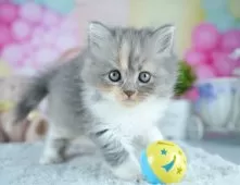 サイベリアン【茨城県・女の子・2025年10月5日・ブルークリーム&ホワイト】の写真7「みんなのブリーダー(犬)で全国3位の実績で安心🏅」