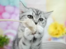 マンチカン(長足)【茨城県・女の子・2025年5月5日・シルバーパッチドタビー&ホワイト】の写真8「「見るだけ」「話を聞くだけ」でもOK！お気軽にお問い合わせください📧」