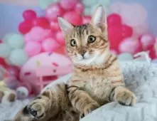 マンチカン(長足)【茨城県・男の子・2025年7月31日・ブラウンタビー】の写真9「「見るだけ」「話を聞くだけ」でもOK！お気軽にお問い合わせください📧」