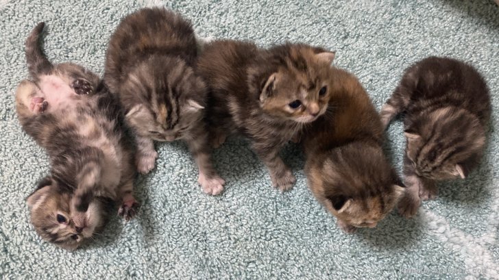 二木康裕ブリーダーのブログ：ニケの赤ちゃんが産まれました🐱✨💖