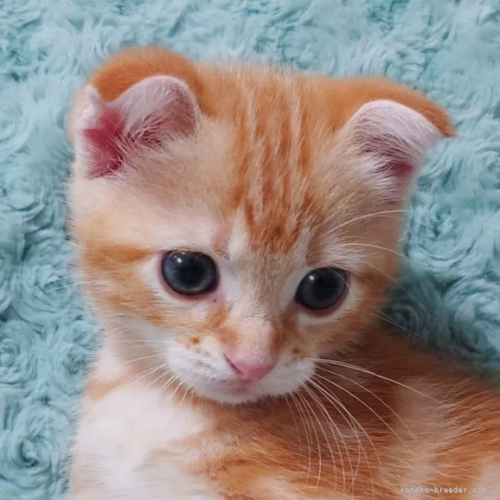 ID：2306-01526の子猫