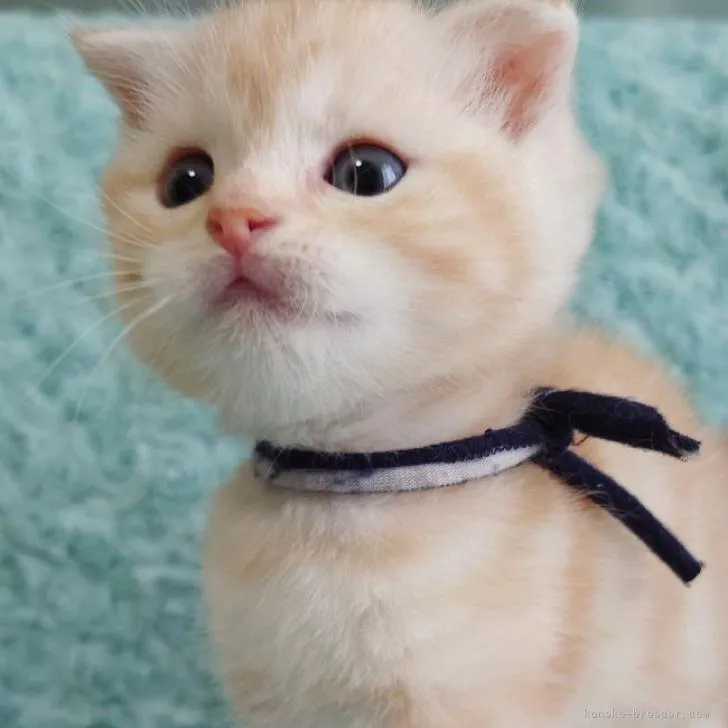 ID：2209-01136の子猫