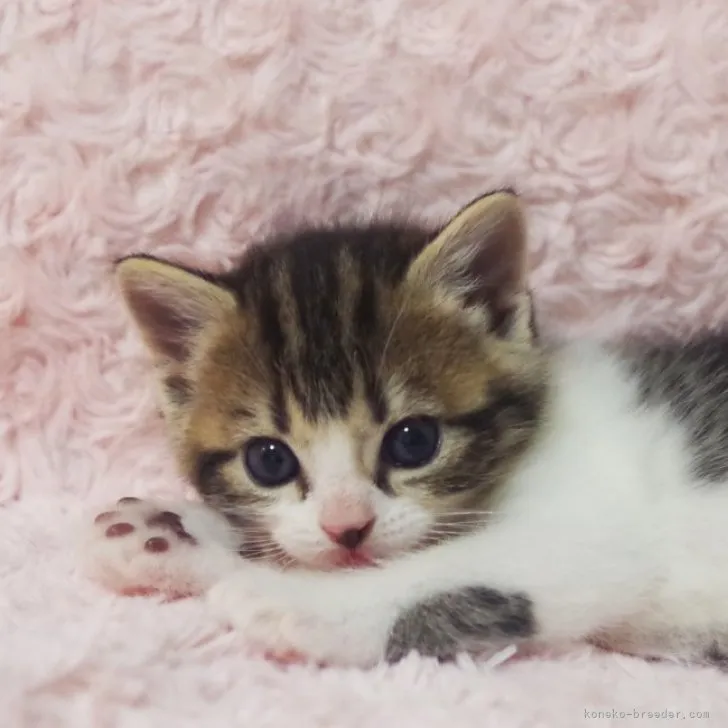 ID：2310-02241の子猫