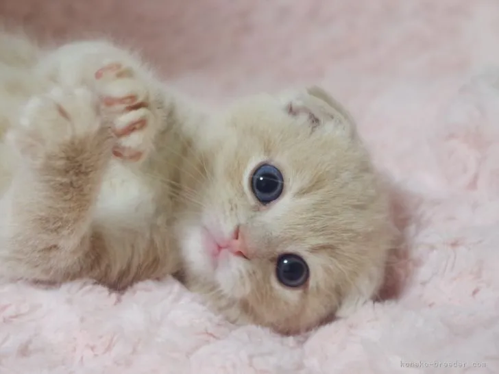 ID:2110-01826の子猫
