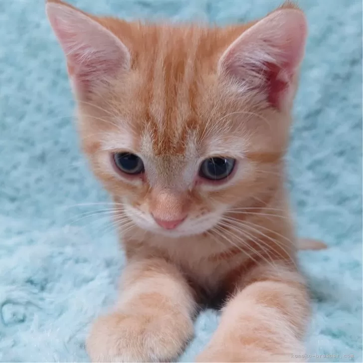 ID：2407-01712の子猫