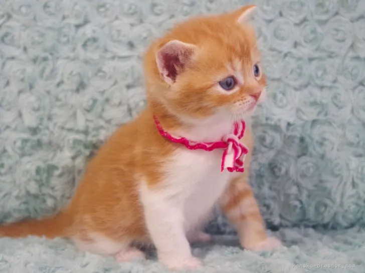 ID:2108-01137の子猫