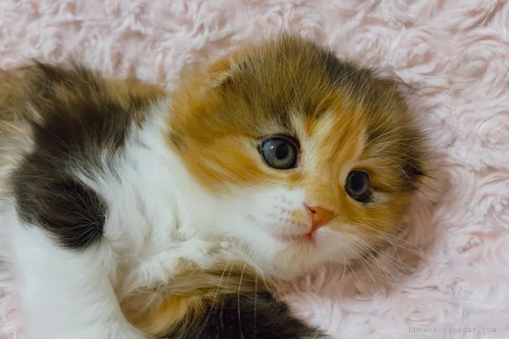 ID：2103-01700の子猫