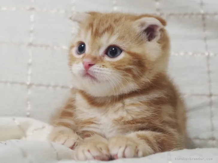 ID：2112-01603の子猫