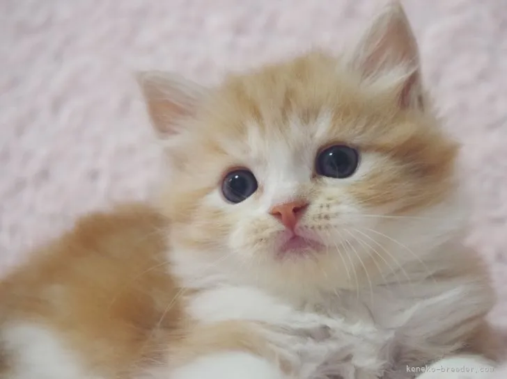 ID：2108-01136の子猫