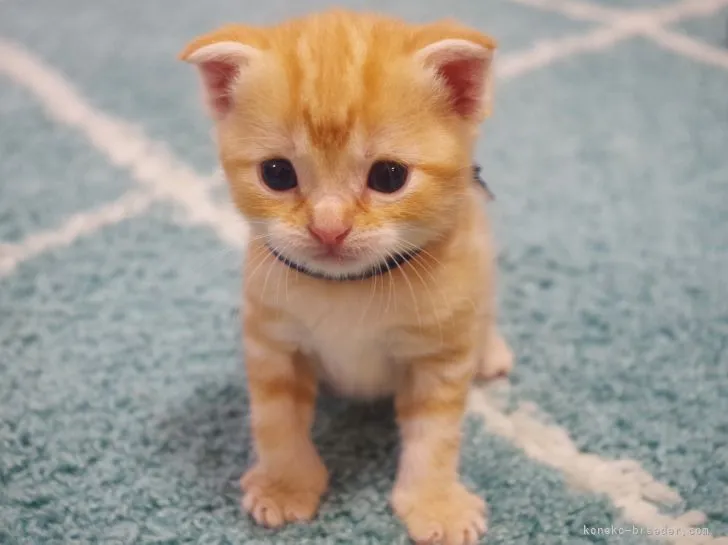 ID:2108-01140の子猫