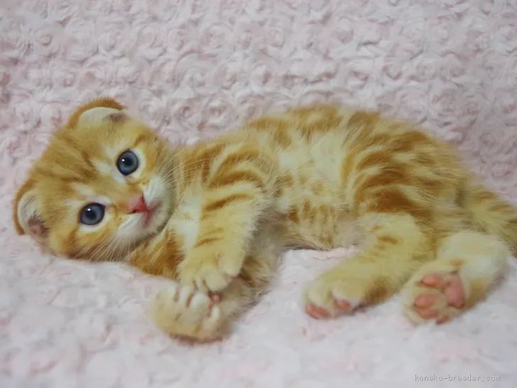 ID：2011-00614の子猫