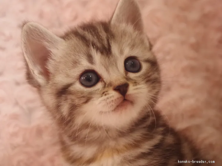 ID:2011-00602の子猫