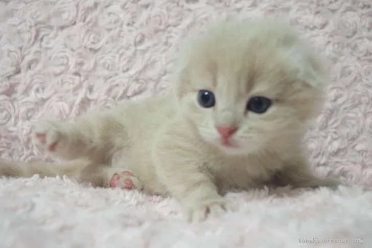 ID：2106-01483の子猫