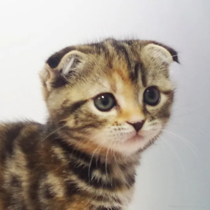 ID：2310-02246の子猫