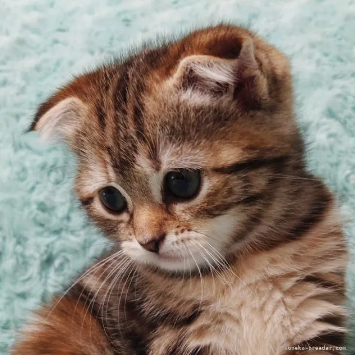 りか 様のお迎えした子猫