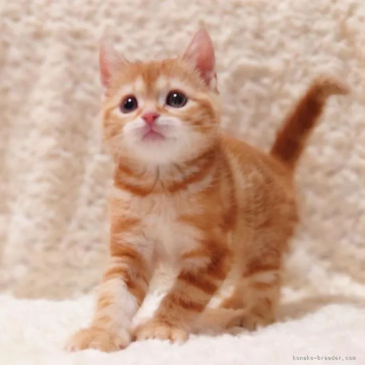 ID：2301-01026の子猫