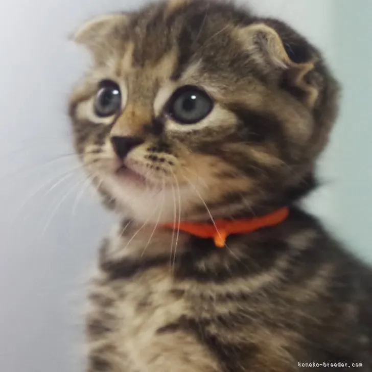 ID:2310-02248の子猫
