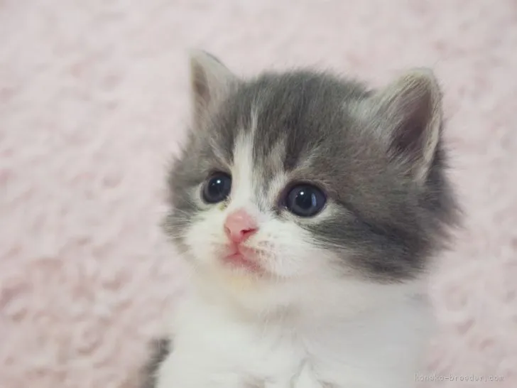 ID:2205-00189の子猫