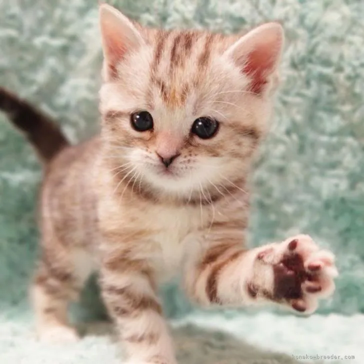 ID：2301-01023の子猫