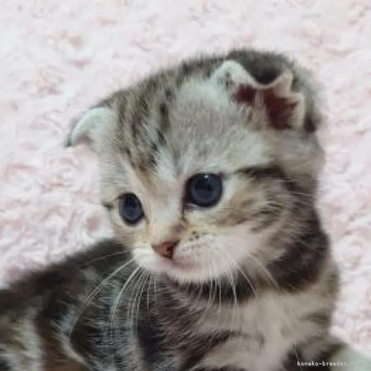 ID：2209-01133の子猫