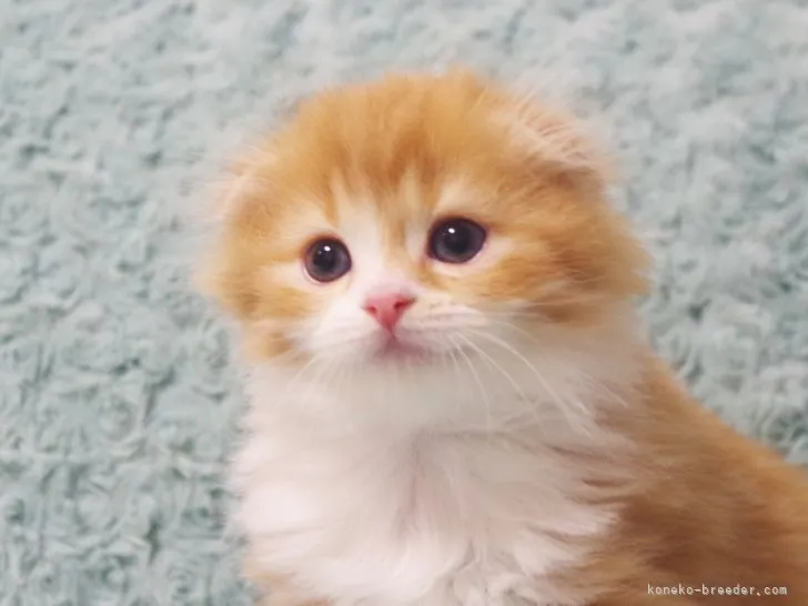 ID：2205-01814の子猫