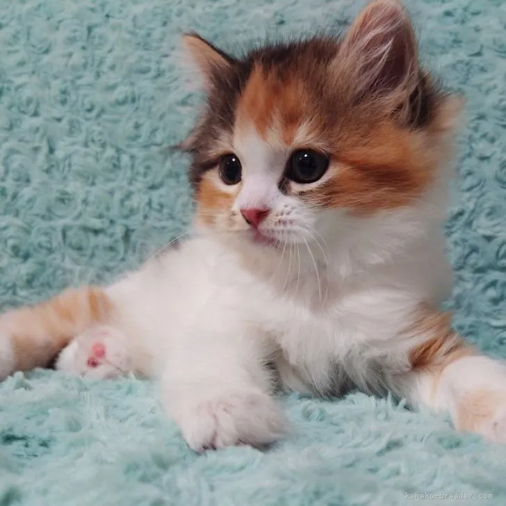 ID:2305-01364の子猫