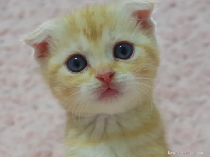 ID:2011-00613の子猫