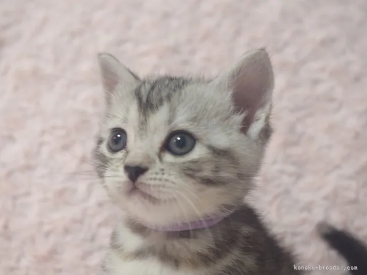 ID：2108-01146の子猫