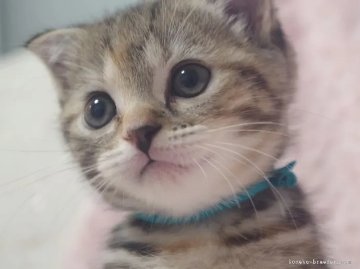 ID:2108-01145の子猫