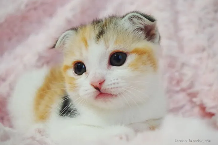 ID：2011-01731の子猫