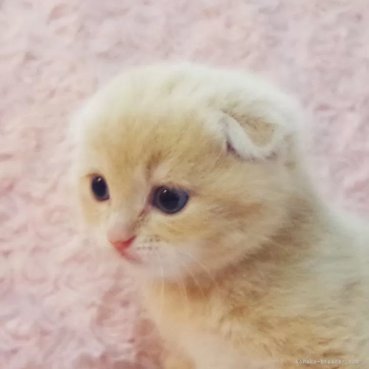 ID：2402-01445の子猫