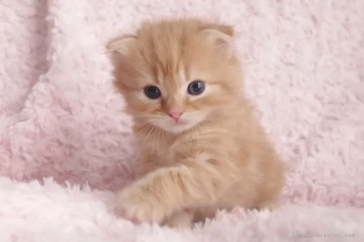 ID：2106-01482の子猫