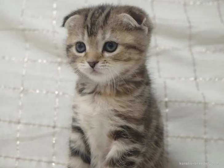 ID：2112-01599の子猫