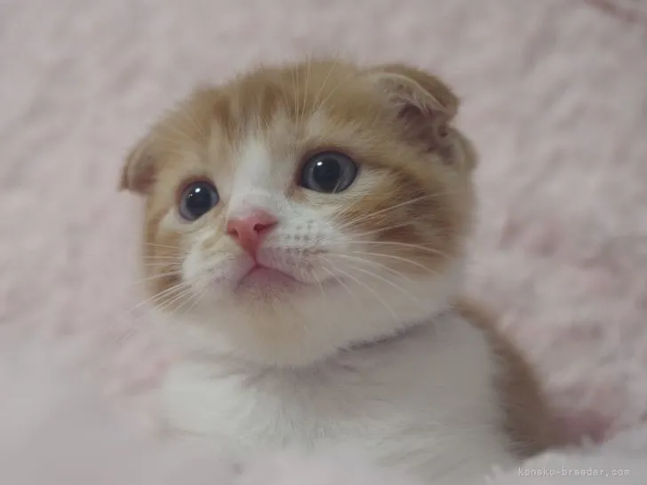 ID：2108-01138の子猫