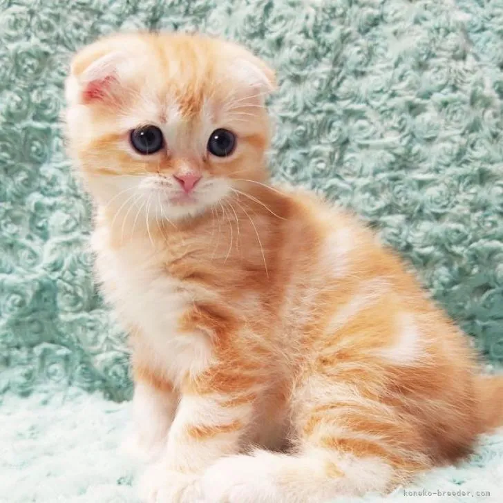 ID:2301-01025の子猫