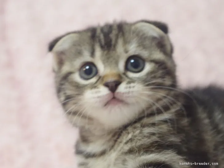 ID：2204-02763の子猫