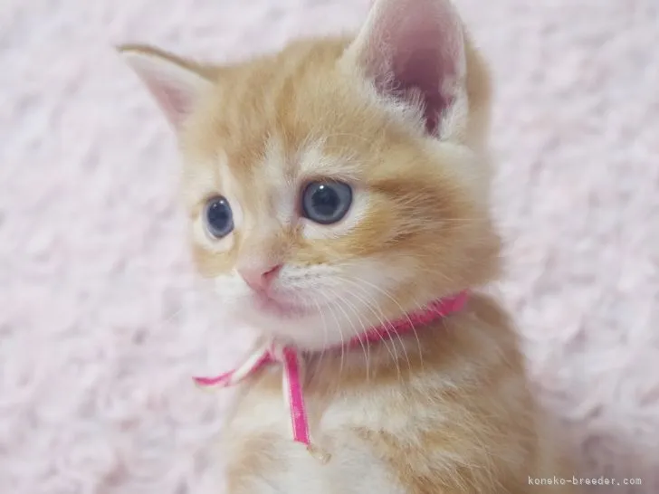 ID：2108-01144の子猫