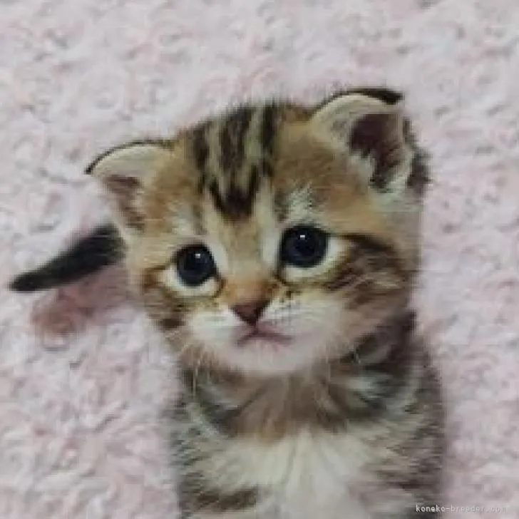 ID：2209-01134の子猫